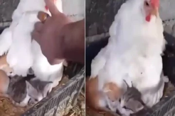 பூனைக்குட்டிகளை அடை காக்கும் கோழி: ஆச்சரியப்படுத்தும் வீடியோ காட்சிகள்