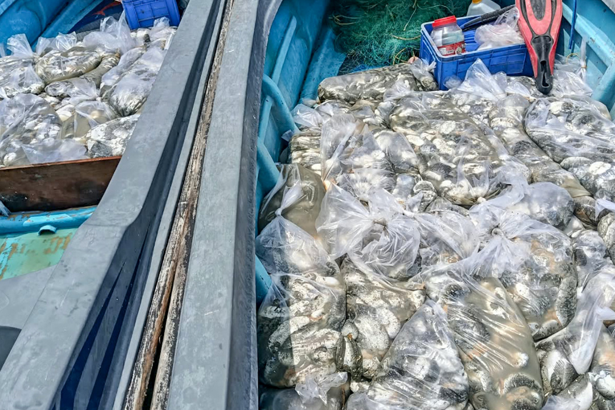 யாழில் 9000 கடல் அட்டைகளுடன் நாங்கு பேர் கைது | Four Arrested In Jaffna With 9 000 Sea Cucumbers