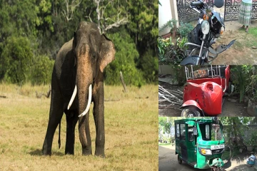 புத்தளம் - தில்லையடி கிராமத்தில் யானை தாக்குதல்