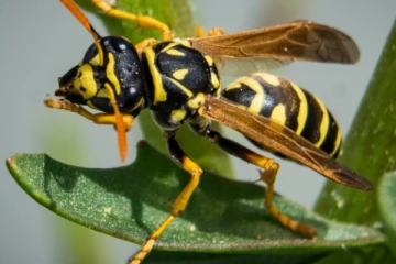 குளவி கொட்டி கணவர் உயிரிழப்பு மனைவி வைத்தியசாலையில்