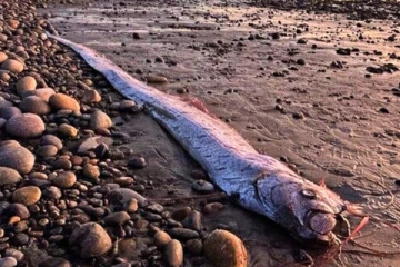 கரை ஒதுங்கிய DoomsDay மீன்! இயற்கையின் பேரழிவின் அறிகுறியா? கலக்கத்தில் மக்கள்