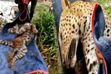 நாவலப்பிட்டி பகுதியில் உயிரிழந்த நிலையில் சிறுத்தை மீட்பு (Photos)