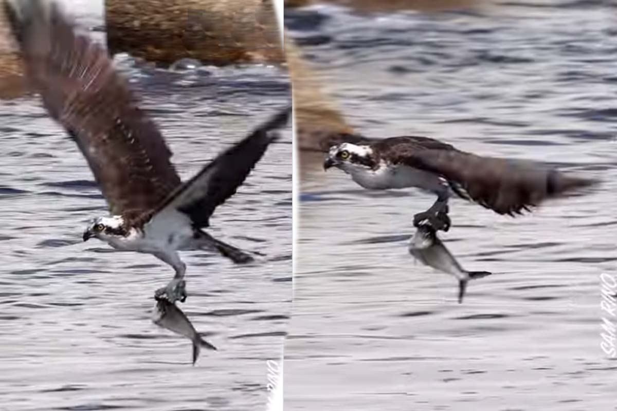 Viral Video: உயரே பறந்த கழுகுக்கு உணவாகிய மீன்... மெய் சிலிர்க்க வைத்த காட்சி | Eagle Hunt Big Fish Thrilling Viral Video Viral Video: உயரே பறந்த கழுகுக்கு உணவாகிய மீன்... மெய் சிலிர்க்க வைத்த காட்சி | Eagle Hunt Big Fish Thrilling Viral Video