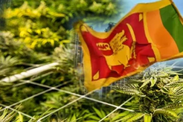 இலங்கையின் ஏற்றுமதி பயிராக மாறும் கஞ்சா!