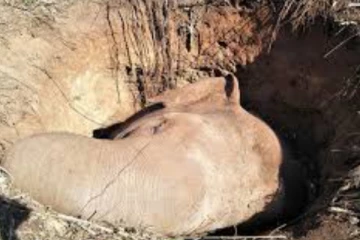 බේරාගත් වන අලියා නිලධාරියාට පන්න පන්න පහර දෙයි..