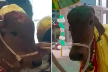 உணவகத்தை திறந்து வைத்த பசுமாடு! காரணம் என்ன?