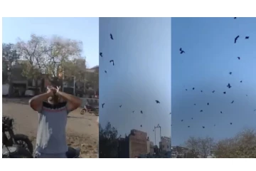 viral video : கா..கா.. என்று கத்திய நபர்... - ஒரு நொடியில் பறந்து வந்த காக்கா கூட்டம்..!