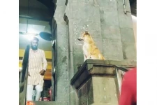 இந்தியாவில் வினோதம்: பக்தர்களை வரவேற்று ஆசி வழங்கும் நாய்! வைரலாகும் நெகிழ்ச்சி வீடியோ