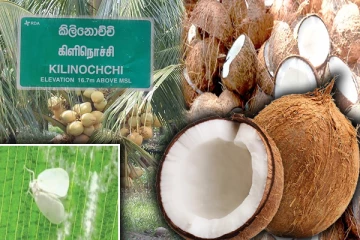 கிளிநொச்சியில் வெண் ஈ தாக்கம்: தேங்காய்க்கு பாரிய தட்டுப்பாடு