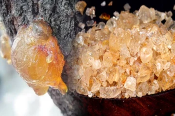 மருத்துவ குணம் கொண்ட பாதாம் பிசின்! எந்தெந்த நோய்களுக்கு மருந்தாக்கப்படுகிறது?