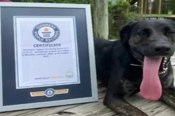 உலகின் மிக நீள நாக்குக்காக கின்னஸ் சாதனைப் படைத்த நாய் - வைரல் புகைப்படம்!