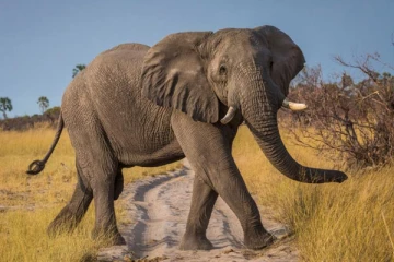 காட்டு யானைகளின் தாக்குதல்களில் இருவர் உயிரிழப்பு