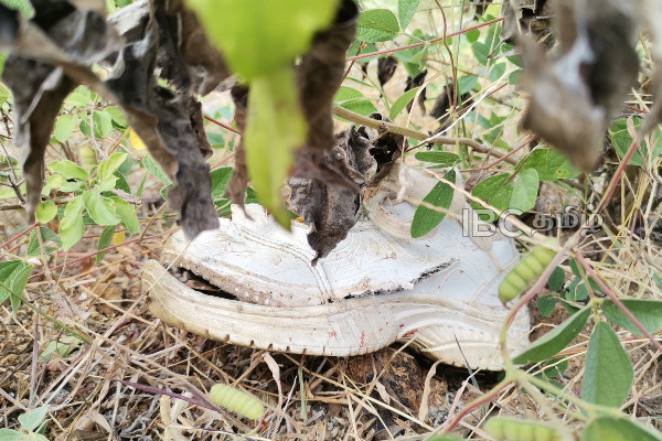 தமிழர் பகுதியில் நெஞ்சை உருக்கும் சம்பவம்..! தாயும் மகளும் உடல் நசுங்கி பலி (காணொளி) | Accident Death In Vavuniya