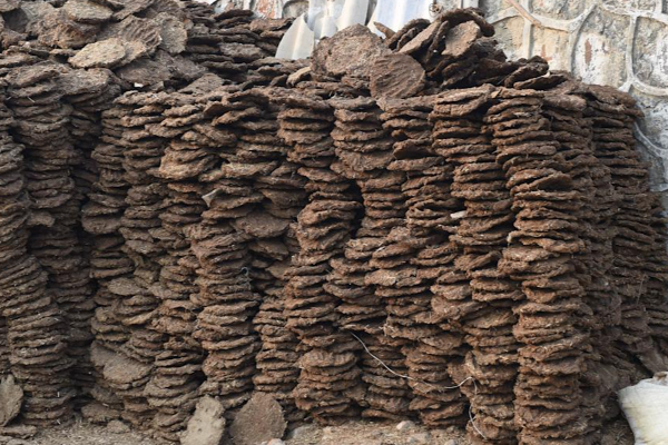 மாட்டு சாணம் திருட்டு...போலீசார் வழக்கு பதிவு! | Police Chhattisgarh