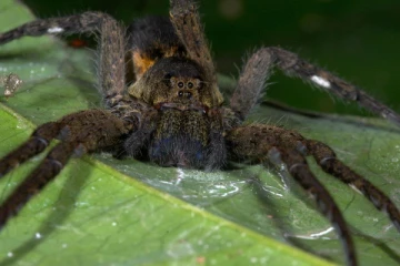 திருமண நாளைக் கொண்டாடச் சென்ற நபரின் காலில் ஏற்பட்ட வீக்கம்: மருத்துவர்கள் கூறிய விடயத்தால் அதிர்ச்சி