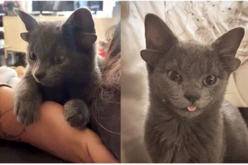 4 காதுகளுடன் காணப்படும் அதிசய பூனை!