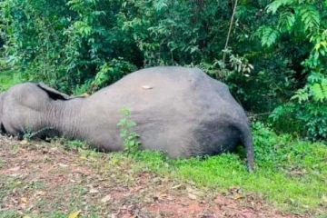 தமிழர் பகுதியில் வீதியோரமாக மர்மமான முறையில் இறந்து கிடந்த யானை!