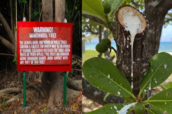 தொட்டாலே உயிரைப் பறிக்கும் உலகின் ஆபத்தான மரம்! எங்க இருக்குதுன்னு தெரியுமா? | Where Is The Most Poisonous Tree In The World