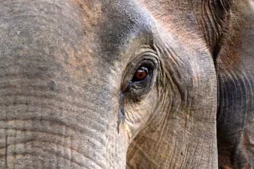 රේල්ලුවක් මතින් සද්ධන්තයෙක් දිව එයි - මිනිසුන් බිය වෙලා..