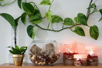 வாஸ்து: வீட்டில் பணப்புழக்கத்தை அதிகரிக்க இந்த ஒரு செடியை வீட்டில் நடுங்கள்