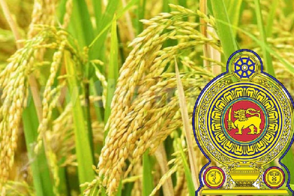 நெல்லுக்கான உத்தரவாத விலைச் சூத்திரத்தை பகிரங்கப்படுத்துமாறு சஜித் கோரிக்கை | Sajith Demands Disclosure Guaranteed Price Formula