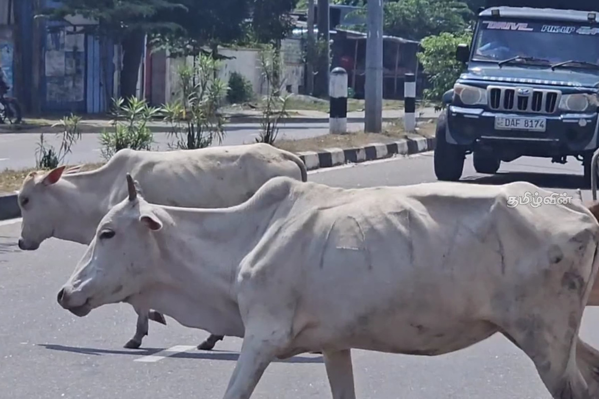 மட்டக்களப்பில் கட்டாக்காலி மாடுகளின் தொல்லை அதிகரிப்பு!விடுக்கப்பட்டுள்ள கோரிக்கை | Increased Nuisance Stray Cattle In Arayampathy