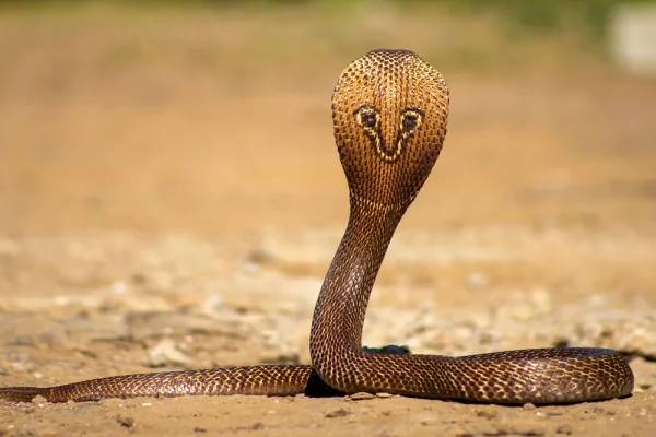 இரவில் பாம்பாக மாறும் மனைவி - கலெக்டரிம் அலறிய கணவன்! | Up Man Claims Wife Turns Into A Snake At Night