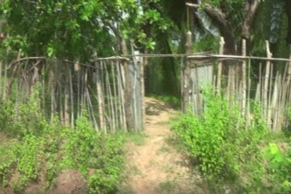 மட்டக்களப்பில் வயோதிபர் ஒருவரின் உயிரை பறித்த காட்டு யானை! | Wild Elephant Killed An Elderly Man In Batticaloa