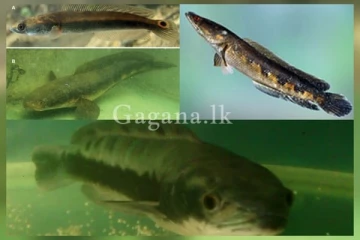 වැව මාළු රසට කැමති ඔයාට නවතම අනාවරණයක් ගැන තොරතුරු..