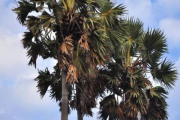 மனைவியிடம் அடி தாங்கமுடியாமல் பனைமரத்தில் வசிக்கும் கணவர்! அதிர்ச்சி காரணம்;