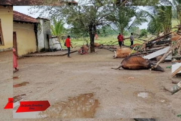 வவுனியாவில் வெள்ளத்தில் சிக்கி பல கால்நடைகள் உயிரிழப்பு