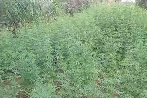 பாரிய அளவில் கஞ்சா பயிர்ச்செய்கை ; முற்றுகையிட்ட பாதுகாப்புப் படை | Large Scale Cannabis Cultivation