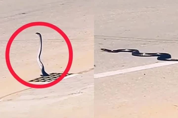 சாக்கடையில் இருந்து எட்டி பார்த்த பாம்பு! இறுதியில் அலறி ஓடிய பரிதாபம்…இப்படி ஒரு நிலையா?