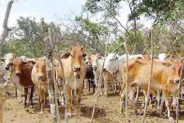 ගවයින් සොරාගන්නා අපරාද කල්ලි නායකයකුට සිදුවූ දේ..