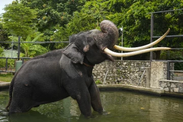 தாய்லாந்துக்கு அழைத்துச் செல்லப்படுகிறது முத்துராஜா யானை (Video)