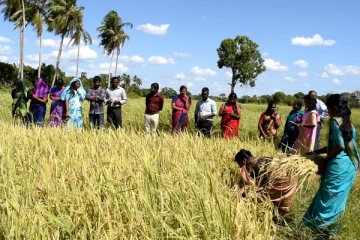கிளிநொச்சியில் நெல் அறுவடை விழா