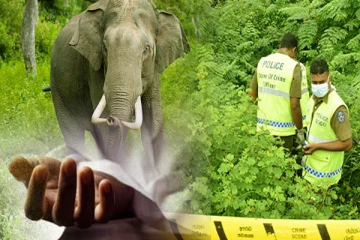 யானை தாக்கியதில் குடும்பஸ்தர் படுகாயம்: திருகோணமலையில் சம்பவம்