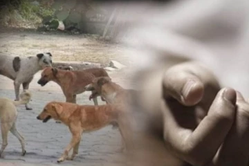 தெருநாய்கள் தாக்கியதில் 12 வயது சிறுவன் மரணம் - அதிர்ச்சி சம்பவம்