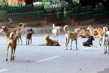 வட மாகாணத்தில் கட்டாக்காலி நாய்கள் தொடர்பில் எடுக்கப்பட்டுள்ள முக்கிய நடவடிக்கை
