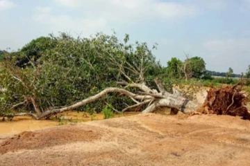 மரம் விழுந்ததில் வீடு சேதம் போக்குவரத்து தடை