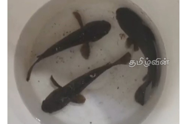 யாழில் மழையுடன் சேர்ந்து விழுந்த மீன்கள்! | Fish That Fell With The Rain In Jaffna