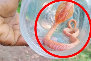 இலங்கையில் அரியவகை இளஞ்சிவப்பு நிற நாகப்பாம்பு!