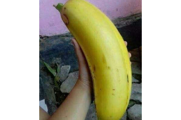 ලෝකයේ විශාලතම කෙසෙල් ගස(PHOTOS) | Biggest Banana Tree In The World ලෝකයේ විශාලතම කෙසෙල් ගස(PHOTOS) | Biggest Banana Tree In The World