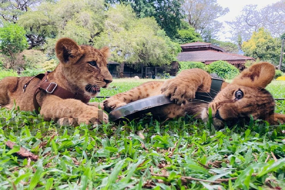 தெஹிவளை சிங்கக் குட்டிகளுக்கான பெயர் அறிவிப்பு | Announcement Of Names For Dehiwala Zoo Lion Cubs தெஹிவளை சிங்கக் குட்டிகளுக்கான பெயர் அறிவிப்பு | Announcement Of Names For Dehiwala Zoo Lion Cubs