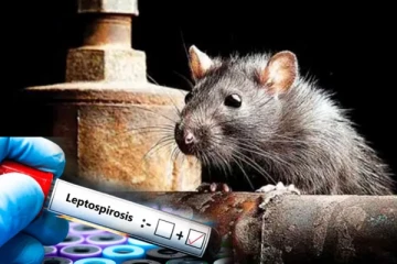 யாழில் எலிக் காய்ச்சலால் பாதிக்கப்பட்டு 23 வயது இளைஞன் பலி