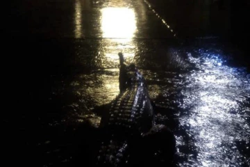 இலங்கையில் 4 கடற்பகுதிகளை ஆக்கிரமித்துள்ள முதலைகள்