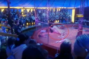 சர்க்கஸில் பயிற்சியாளரை கடித்துக் குதறிய சிங்கம்... அதிர்ச்சியில் வலிப்பு வந்து துடித்த கர்ப்பிணி: ஒரு கோர சம்பவம்