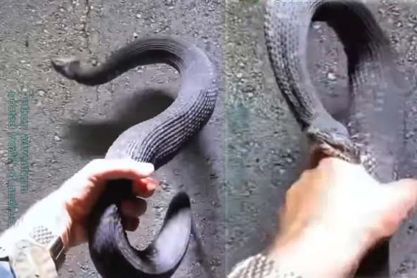பாம்பிடம் பலமுறை கடிவாங்கிய நபரின் அதிர்ச்சி காட்சி! விடாமல் சீண்டியதால் ஏற்பட்ட கோபம் | Snake Continue Bite Man Shocking Video