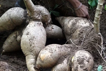 இலங்கையில் உற்பத்தியான அபூர்வ மரவள்ளிக்கிழங்கு ; 44 கிலோ எடை கண்டு வியந்த மக்கள்