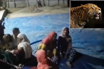 4 வயது சிறுவனை கடித்துக் குதறி அரை மைல் தொலைவு இழுத்துச் சென்ற சிறுத்தை